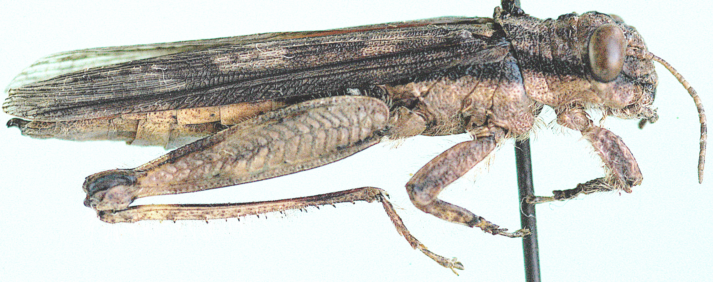 Hemiacris fervens Walker, 1870: lateral view. (Otu).