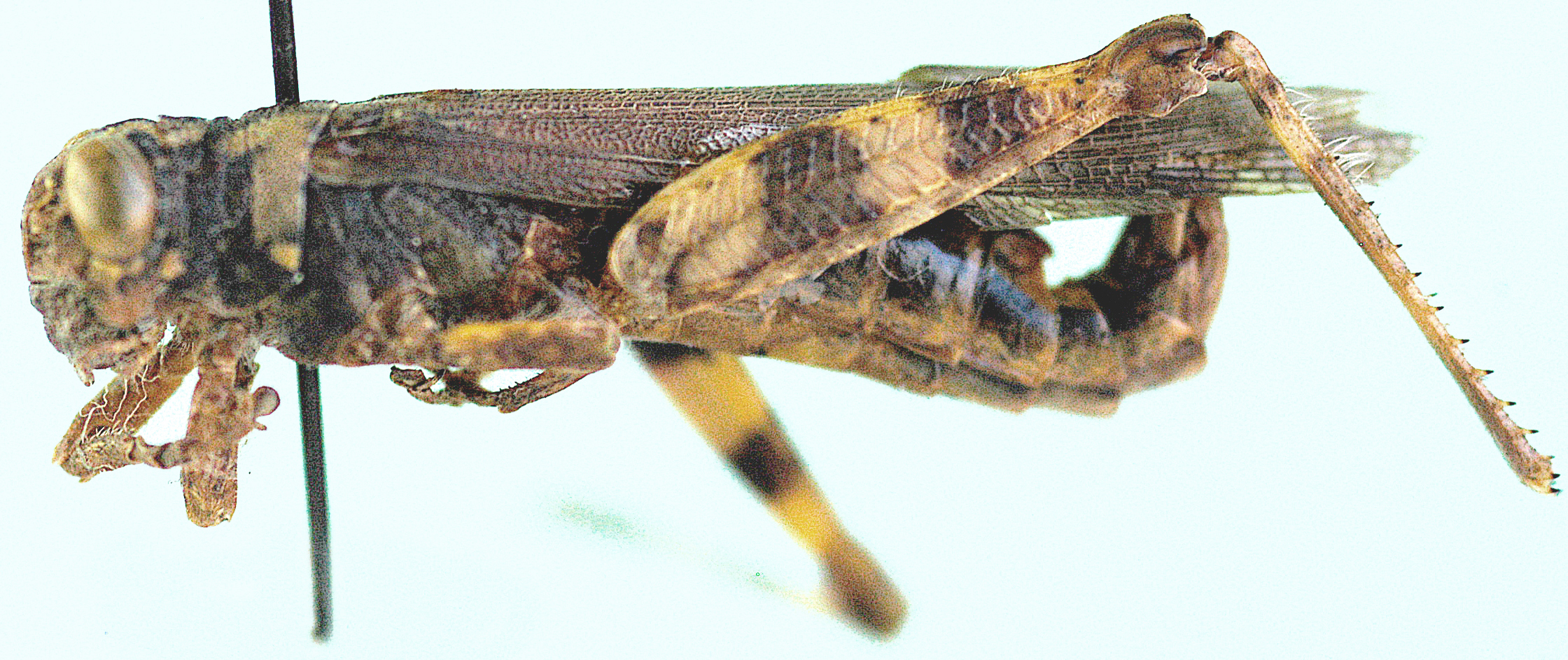 Hemiacris rammei (Uvarov, 1953): male, lateral view. (Otu).