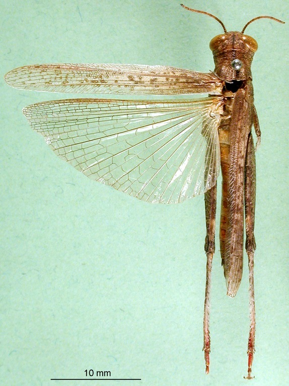 CollectionObject 1589337; fbaece64-a6ff-4114-b0bc-d06d6523bfc3: female, dorsal view (paratype). (CollectionObject).