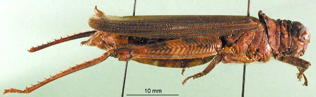 CollectionObject 1501674; 400da753-a29c-417b-968d-aded31174963, DORSA BA000013S01: female, lateral view (holotype of Diademacris helenae). (CollectionObject).