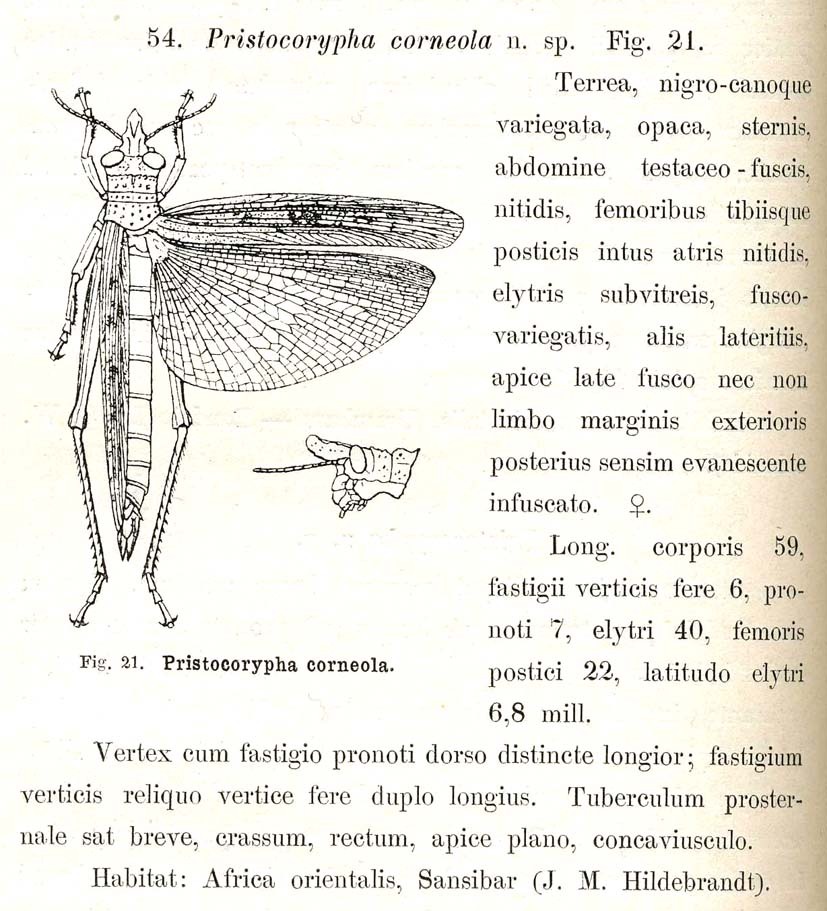 Pristocorypha corneola Karsch, 1896: p. 292. original description. (Otu).