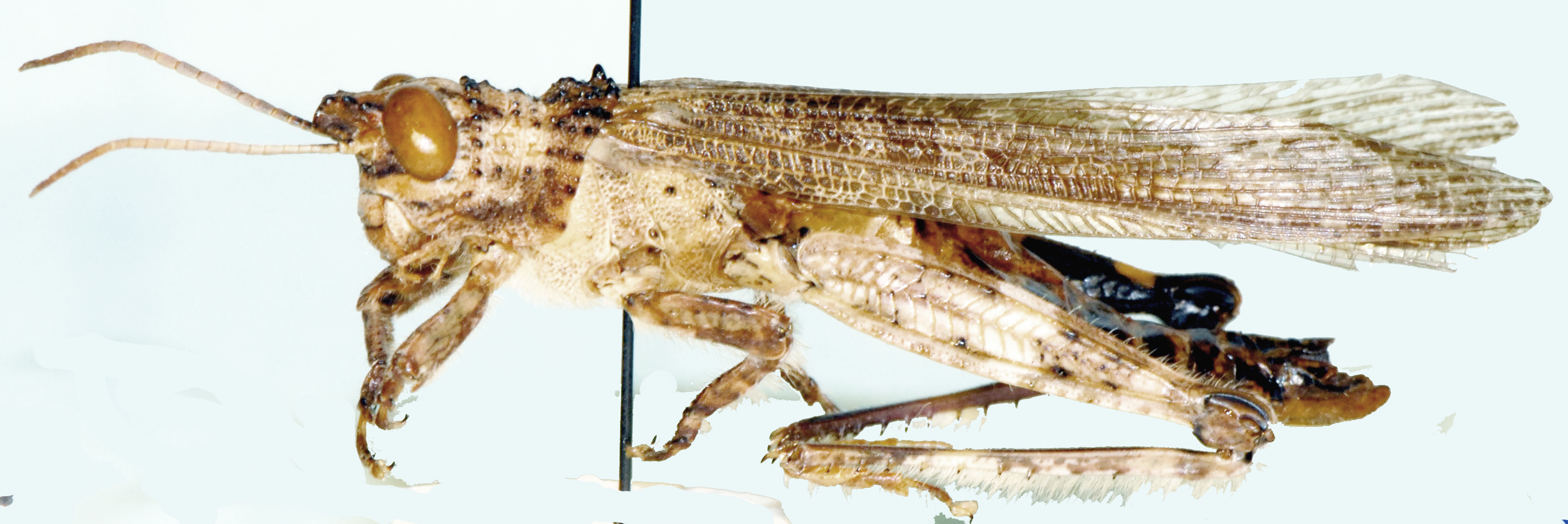 Pristocorypha popa Rehn, 1940: male, lateral view. (Otu).