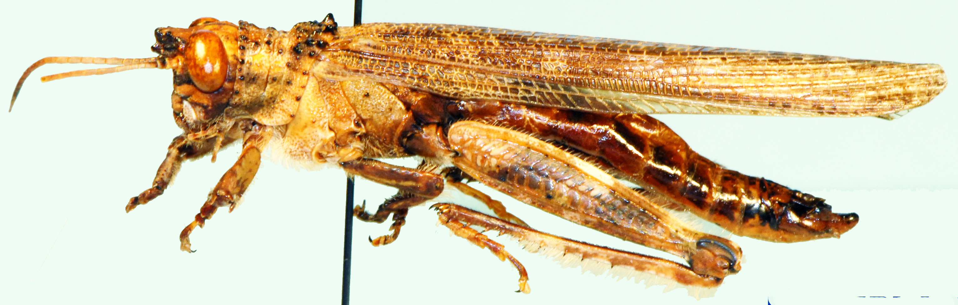 Pristocorypha turrigera Rehn, 1940: male, lateral view. (Otu).