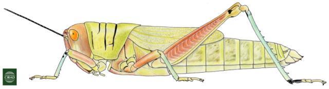 Hieroglyphus africanus Uvarov, 1922: Page 79, Figure 1. female habitus. (Otu).