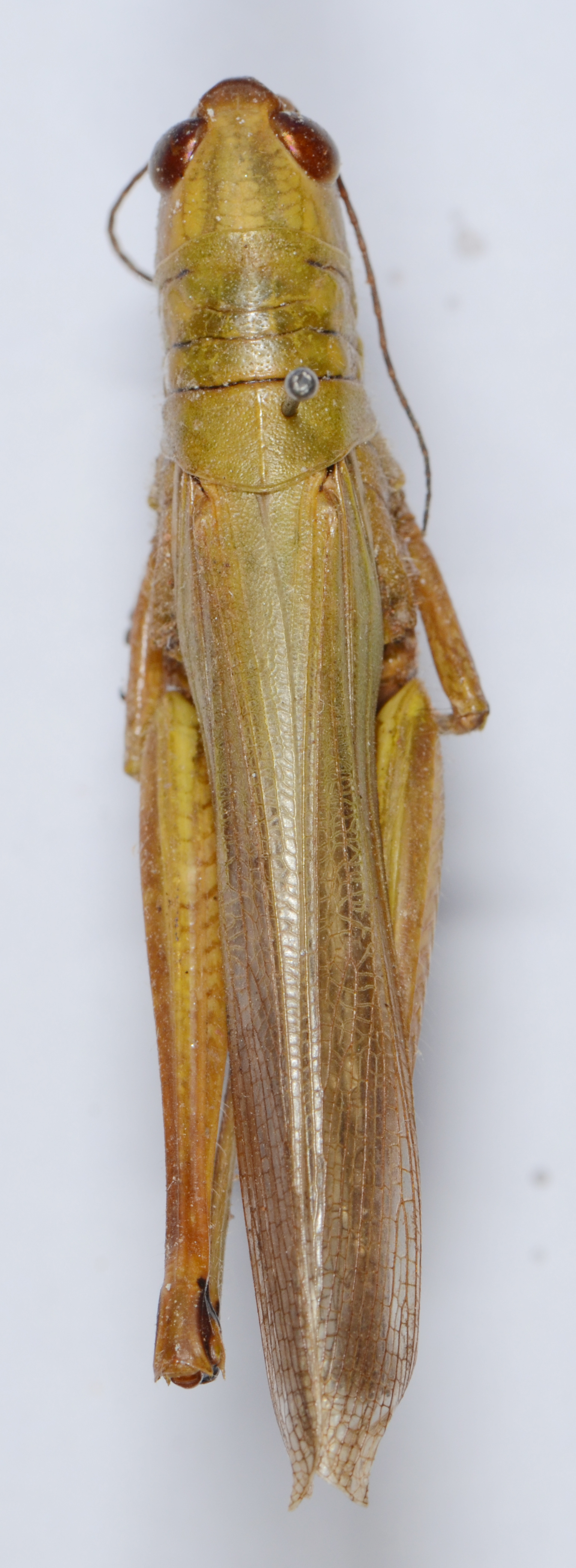 Hieroglyphus banian (Fabricius, 1798): female, dorsal view. (Otu).