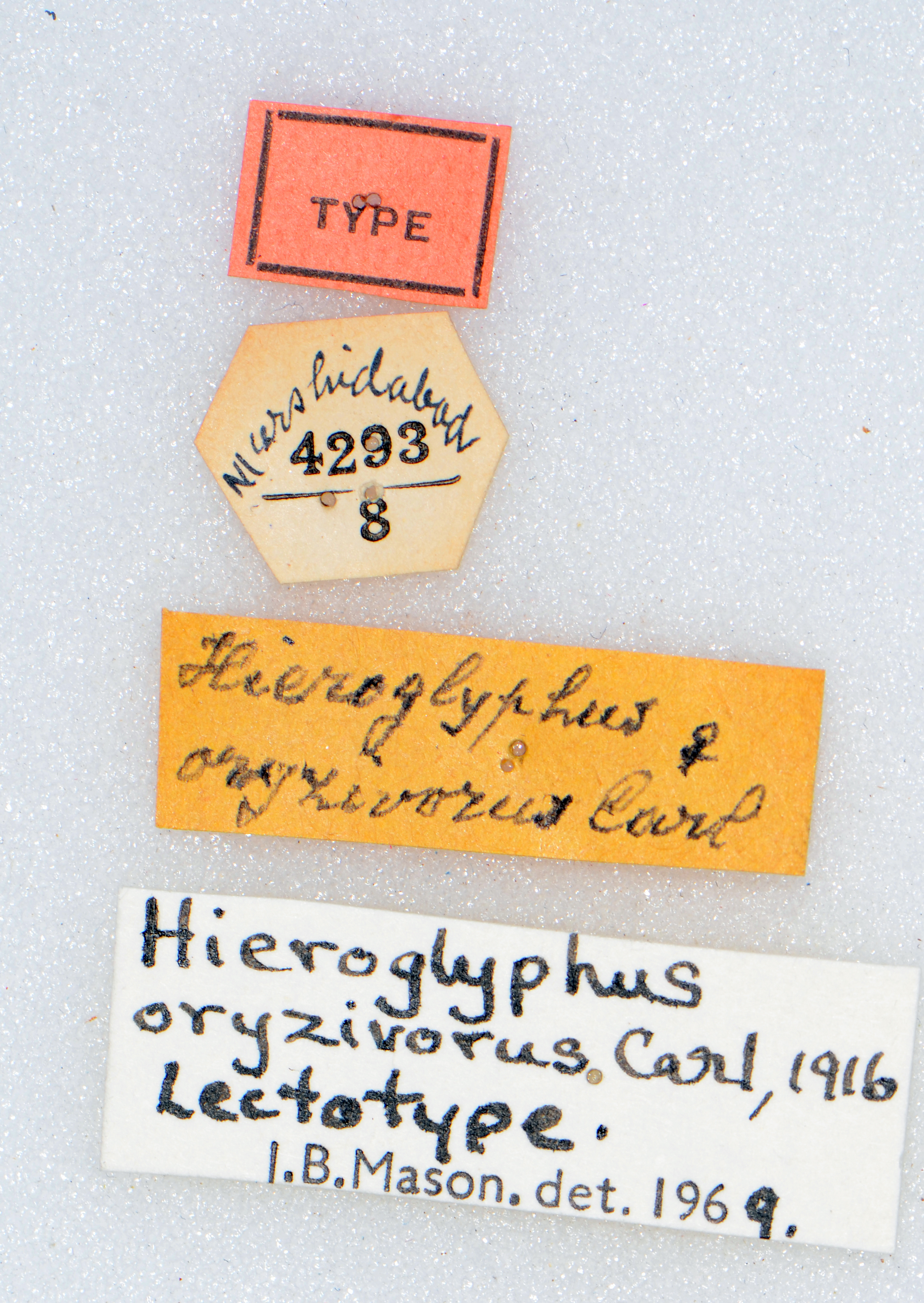 CollectionObject 1506454; b9aa8ccd-514e-47be-8286-55186f439e1a: labels (lectotype). (CollectionObject).