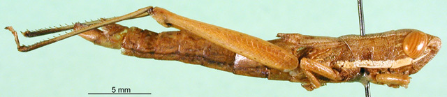 CollectionObject 1501677; 8d8a4394-6675-41a5-ae76-0113f62257fb, DORSA BA000106S01: male, lateral view (holotype). (CollectionObject).