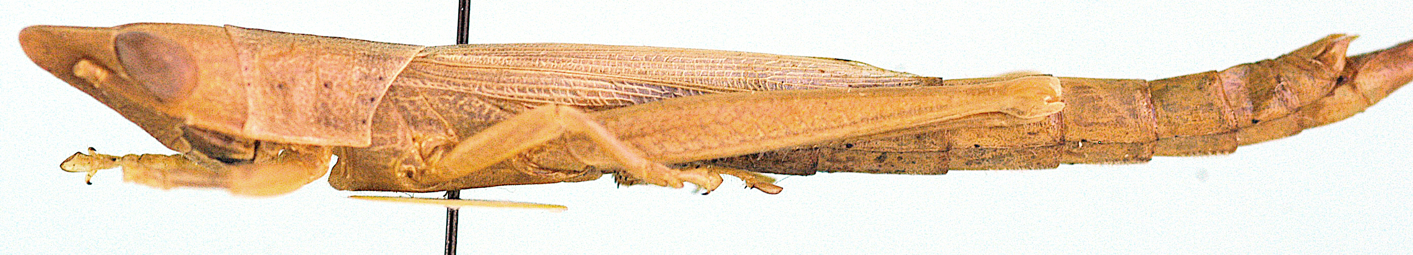 Acanthoxia brevipenne Grunshaw, 1996: male, lateral view (perhaps holotype). (Otu).