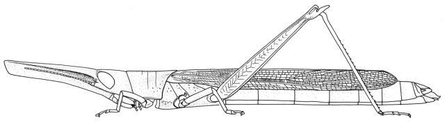 Acanthoxia gladiator (Westwood, 1841): Page 75, Figure 4. female. (Otu).