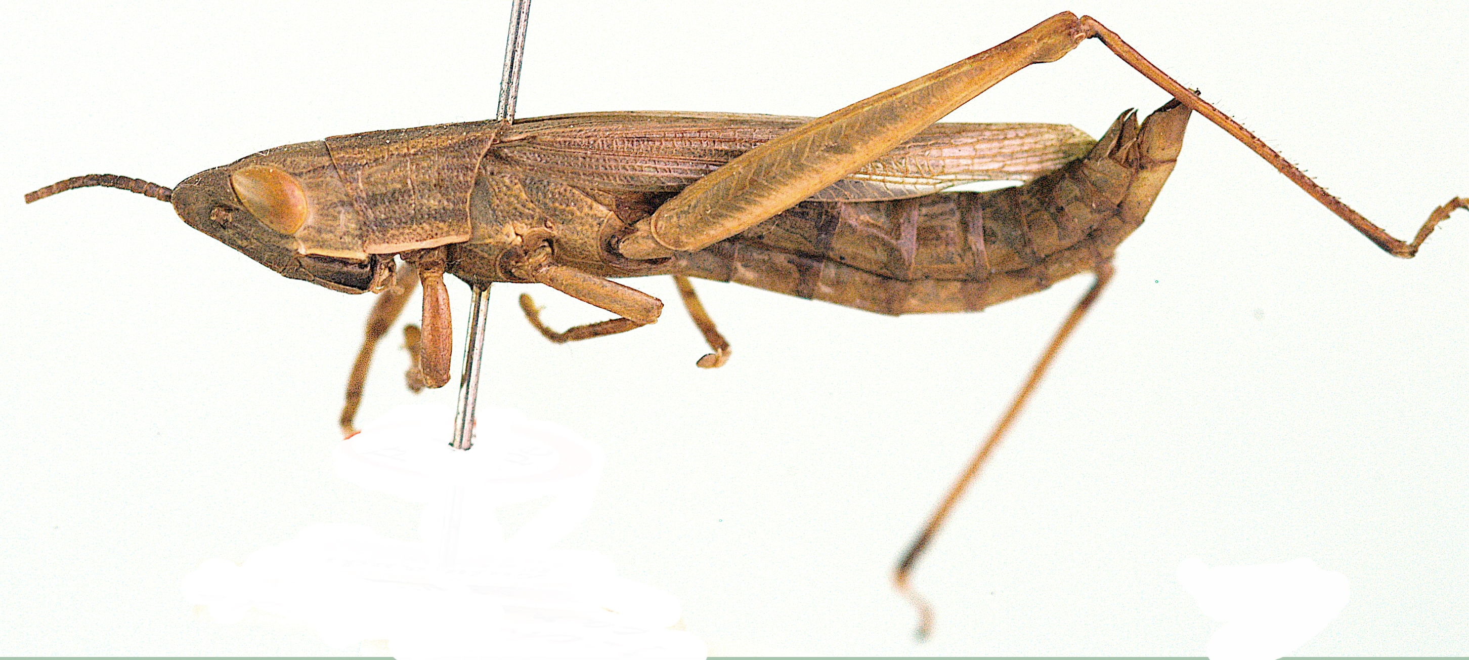 Acanthoxia natalensis (Krauss, 1877): male (Metapa carinata). (Otu).