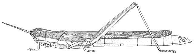 Leptacris monteiroi monteiroi (Bolívar, 1890): Page 73, Figure 1. female habitus. (Otu).