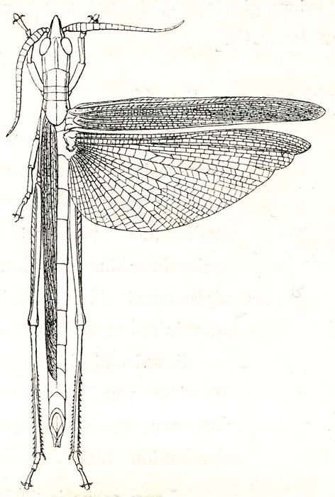 Leptacris monteiroi hova (Karsch, 1896): Fig. 20. female (body length 73 mm, tegmina 44 mm). (Otu).