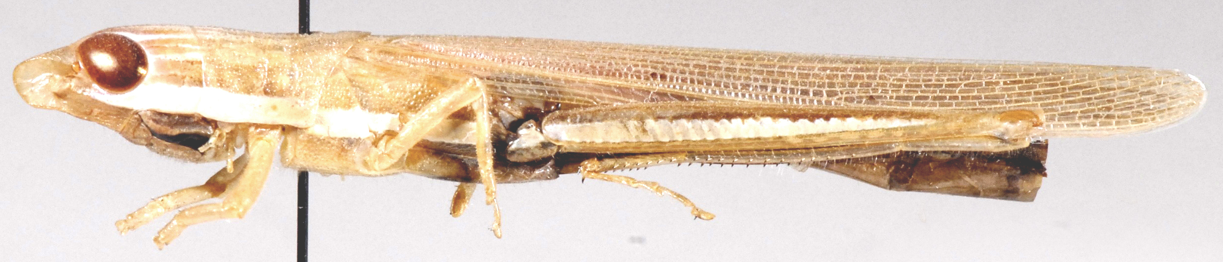 Leptacris monteiroi vittata (Fabricius, 1787): lateral view (Ischnacrida vittata). (Otu).