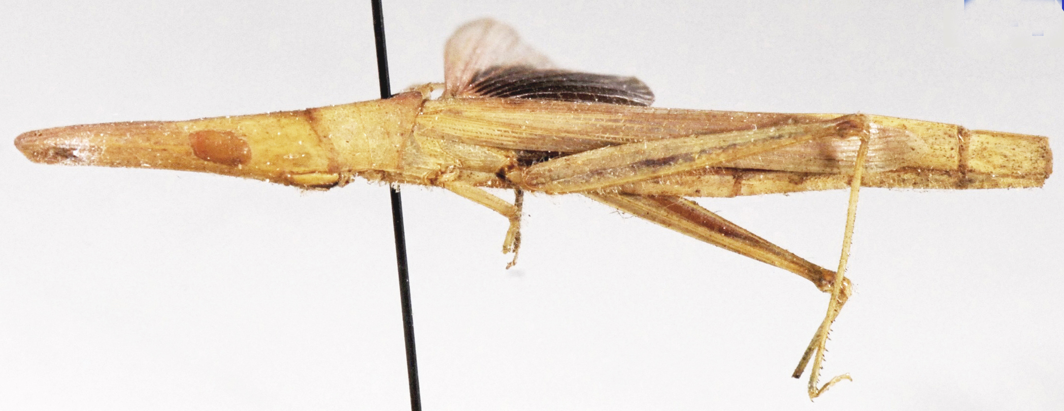 Mesopsera filum (Bolívar, 1890): lateral view. (Otu).