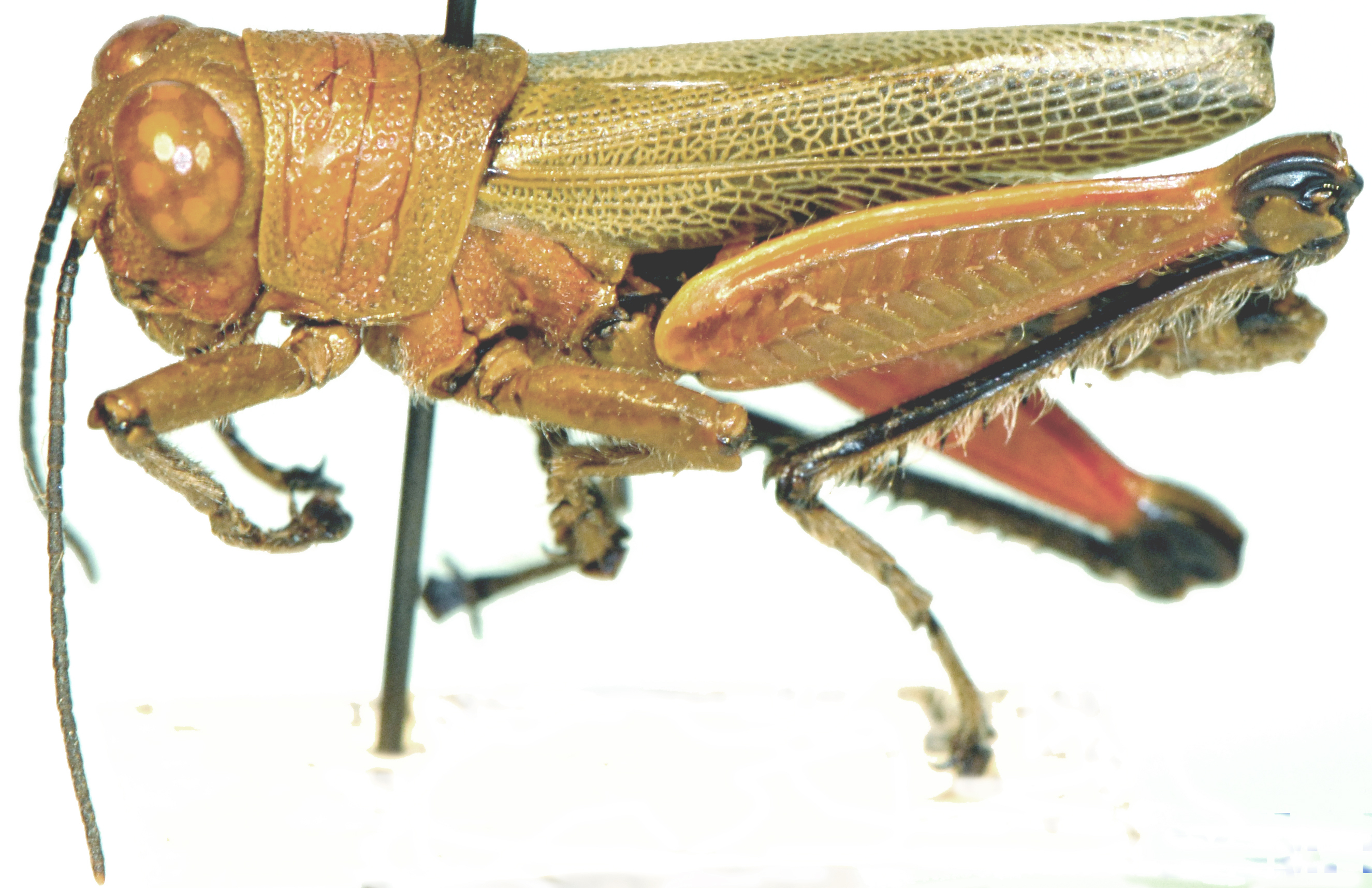 Euthymia fasciata (Walker, 1870): male, lateral view. (Otu).
