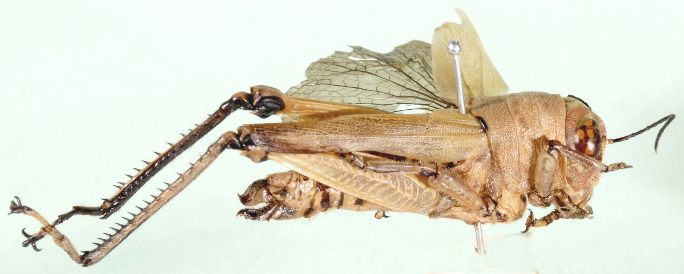 Euthymia polychroma Brancsik, 1893: female, lateral view (E. viridescens). (Otu).