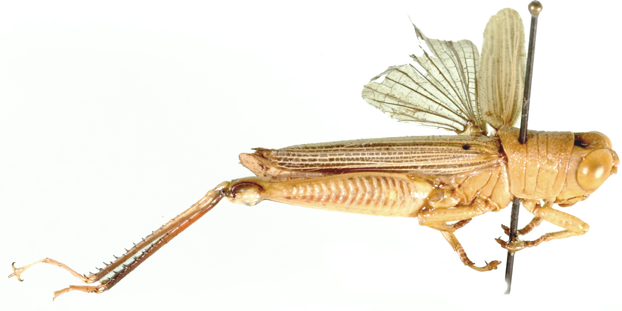 Gergis pallidinervis Stål, 1875: lateral view. (Otu).