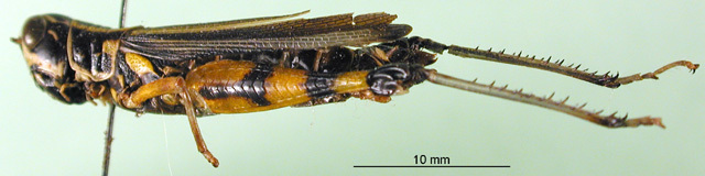 CollectionObject 1501681; c911c1e0-d39c-44a1-85aa-40656b544626, DORSA BA000072S01: female, lateral view (holotype). (CollectionObject).