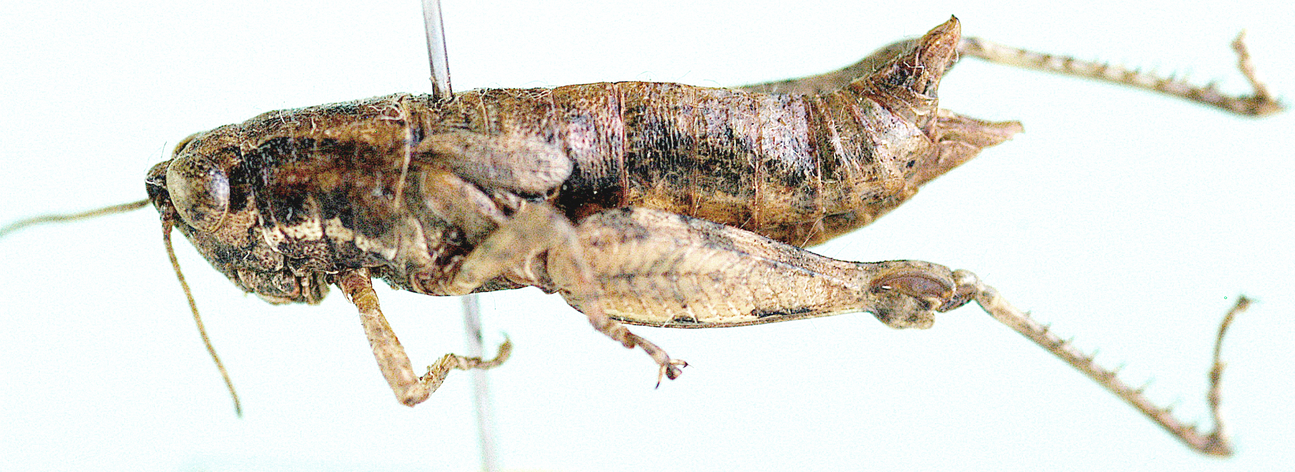 Kassongia subfuscata Grunshaw, 1986: female. lateral view. (Otu).