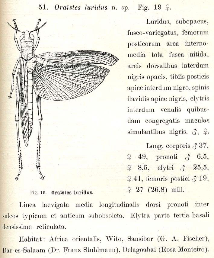 Oraistes luridus Karsch, 1896: p. 289. original description (with figure). (Otu).