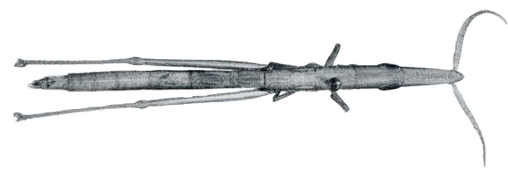 Xenippella benadiria Baccetti, 1984: Fig. XII. femalet, dorsal view. (Otu).
