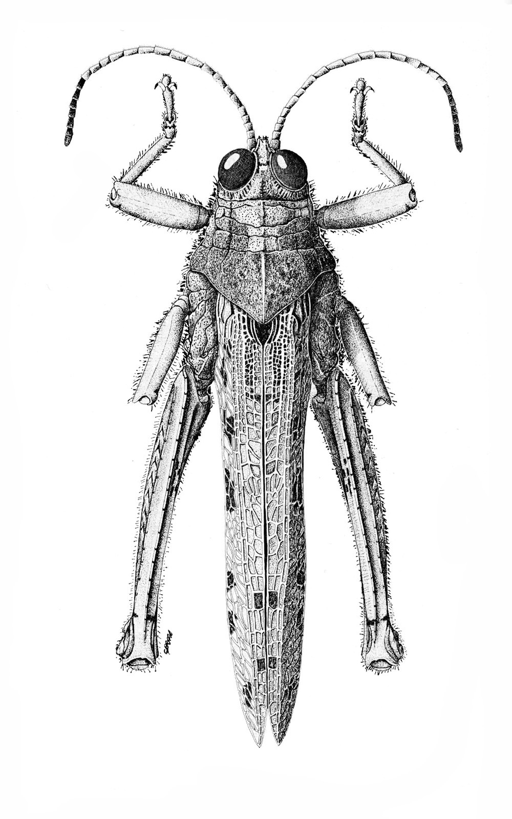 Acoryphella agilis Baccetti, 1984: Fig. XI. male, dorsal view. (Otu).