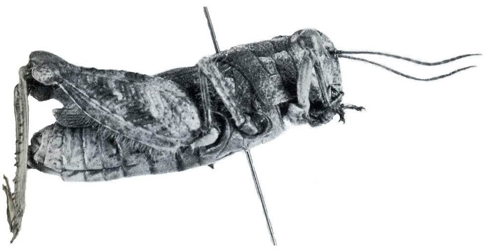 Acoryphella robusta Baccetti, 1984: Fig. VIII (up). male, lateral view. (Otu).