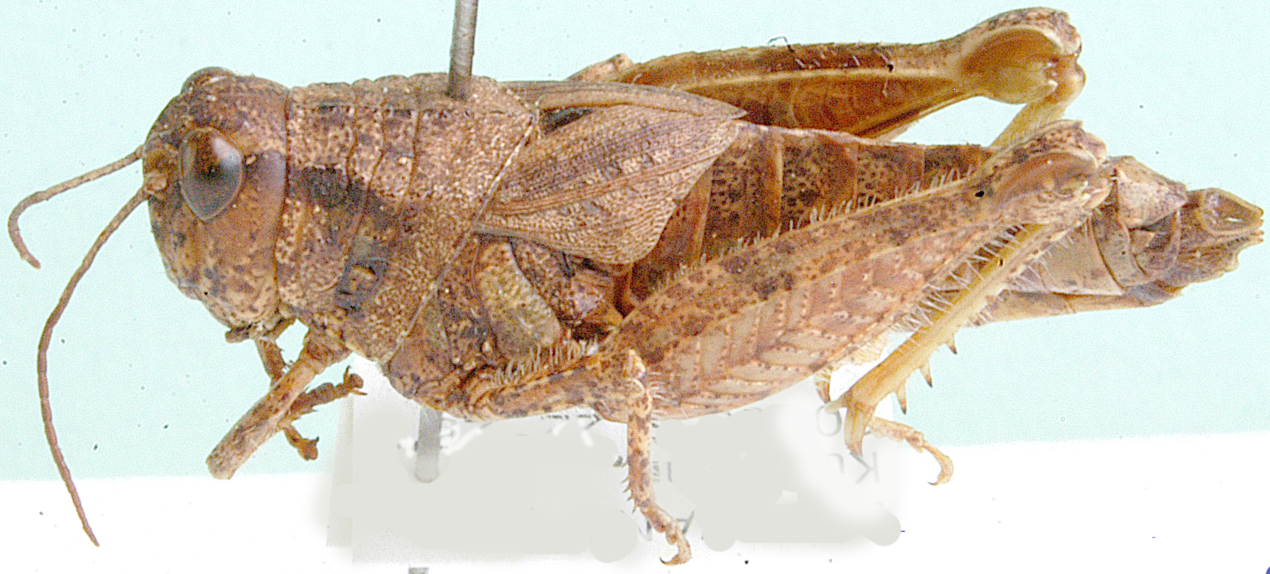 Acrophymus lobipennis Miller, 1949: male, lateral view. (Otu).