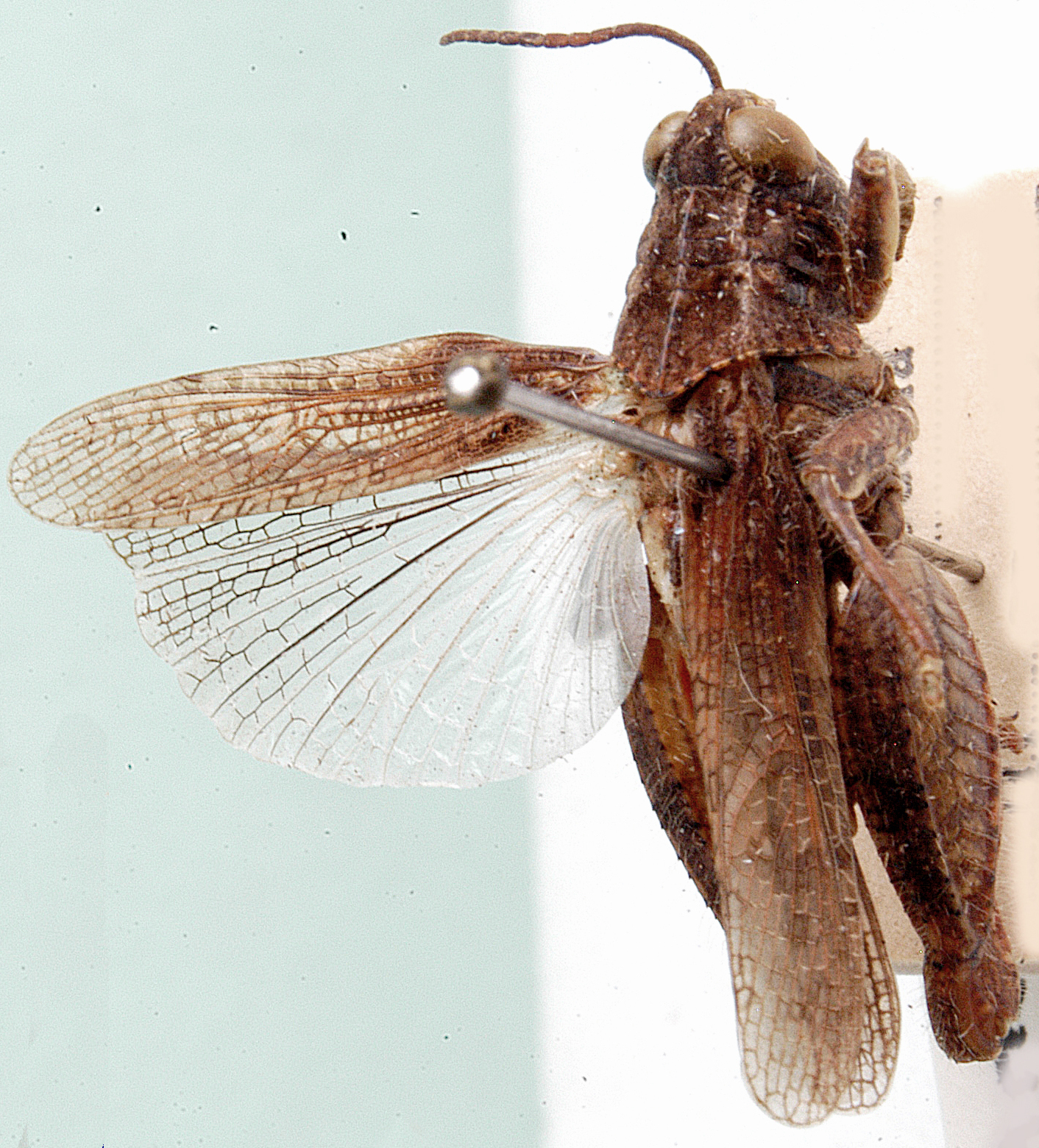 Amblyphymus matopo Dirsh, 1956: dorsal view. (Otu).