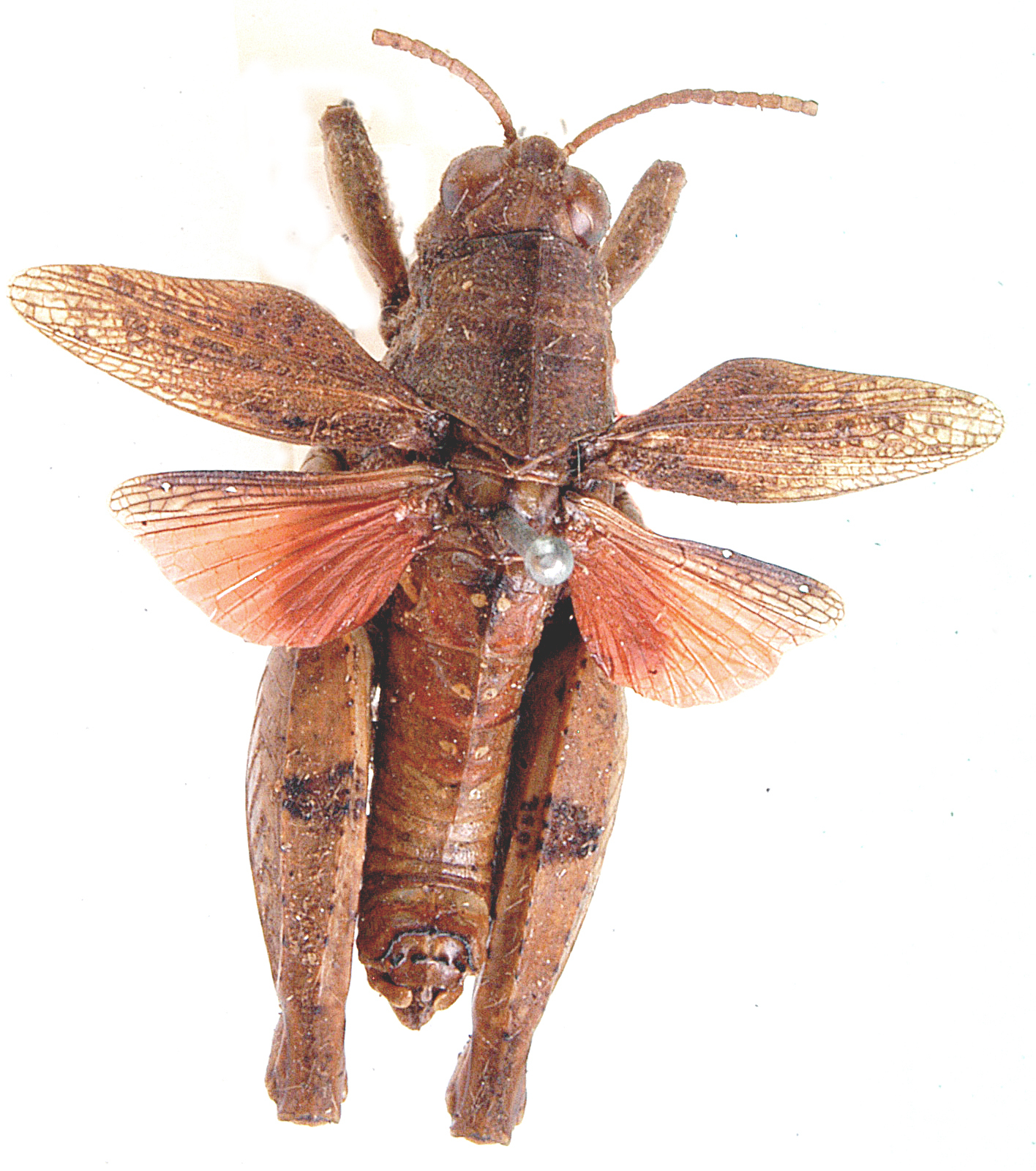 Amblyphymus miniatus Uvarov, 1922: dorsal view. (Otu).