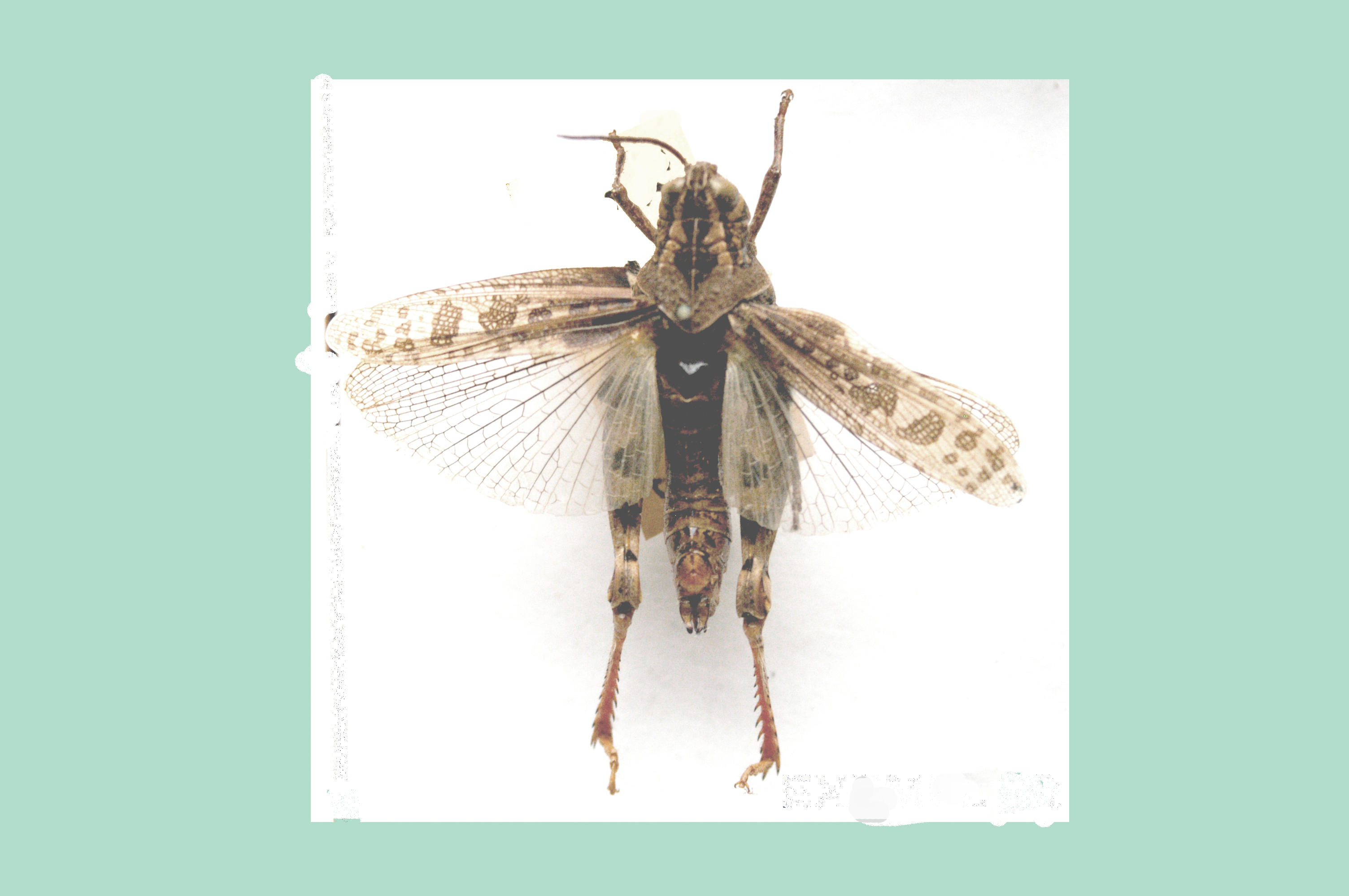 Aneuryphymus erythropus (Thunberg, 1815): dorsal view. (Otu).