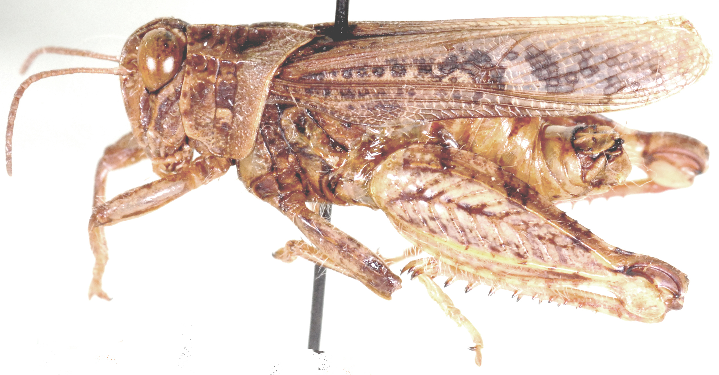Aneuryphymus montanus Brown, 1960: male, lateral view. (Otu).