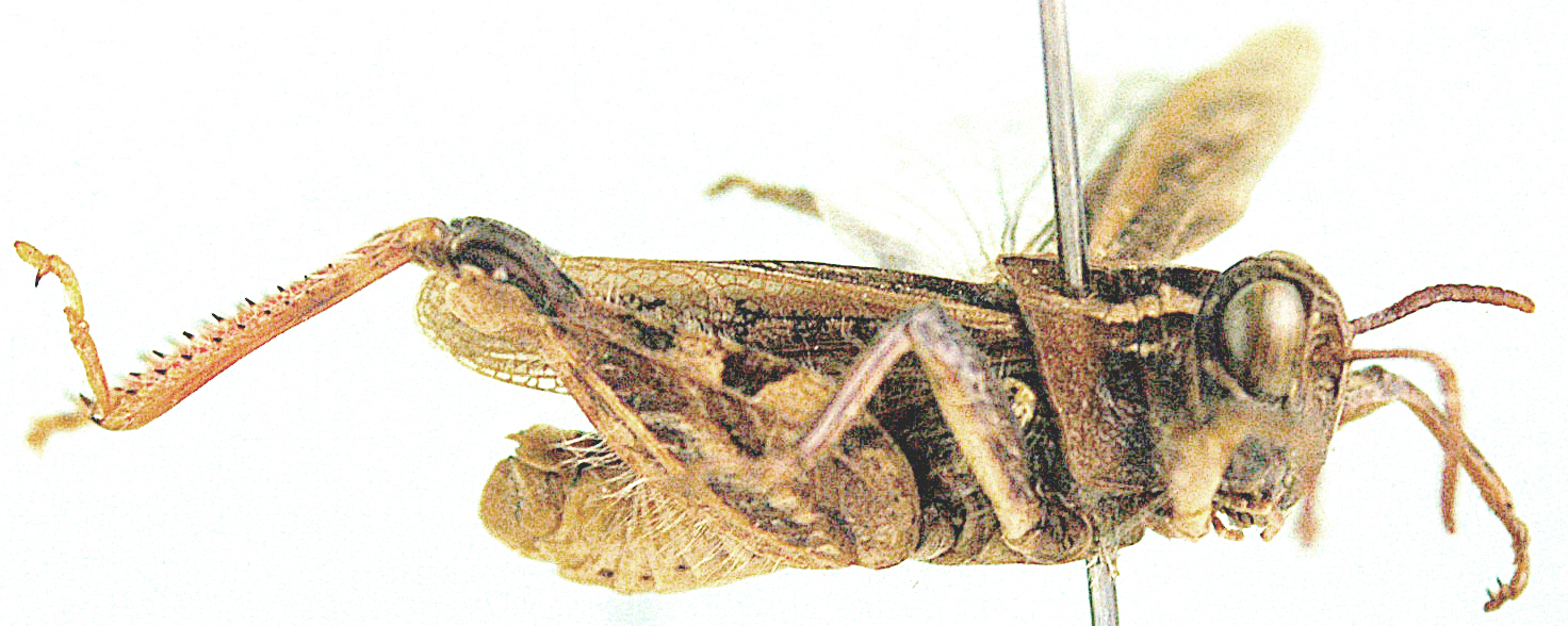 Aneuryphymus rhodesianus Uvarov, 1922: male, lateral view. (Otu).