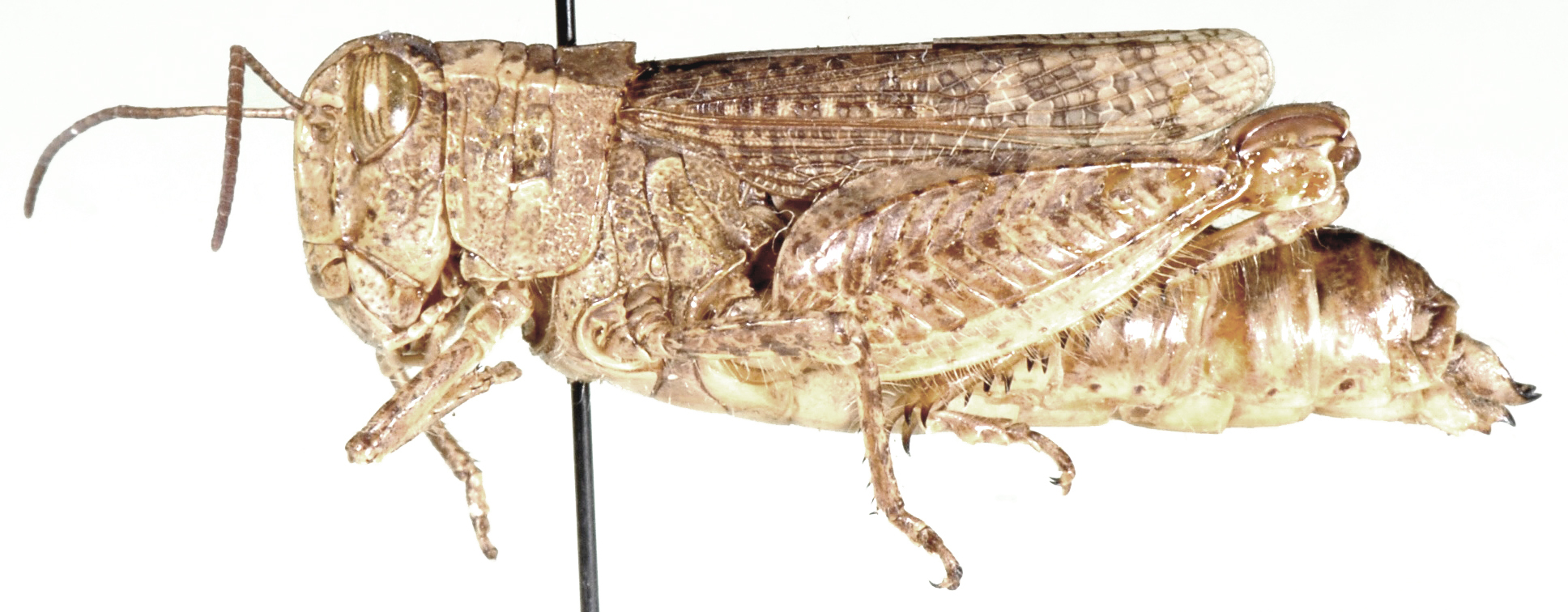 Brachyphymus basuto Dirsh, 1956: female, lateral view. (Otu).