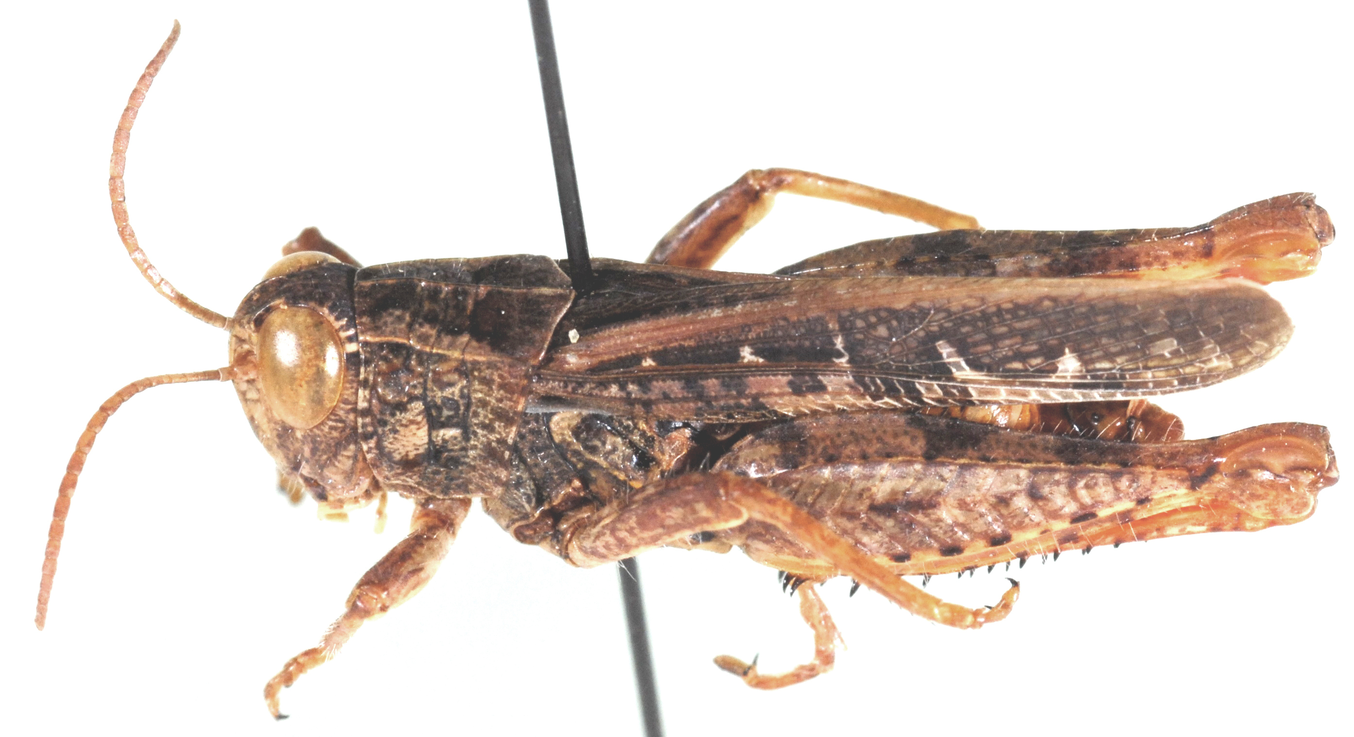 Calliptamicus antennatus (Kirby, 1902): dorso-lateral view. (Otu).