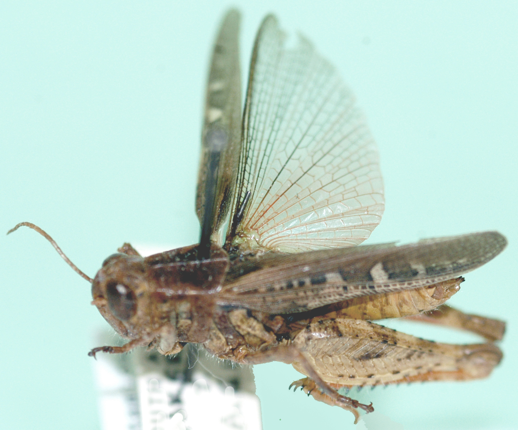 Calliptamicus semiroseus (Serville, 1838): dorsal view. (Otu).