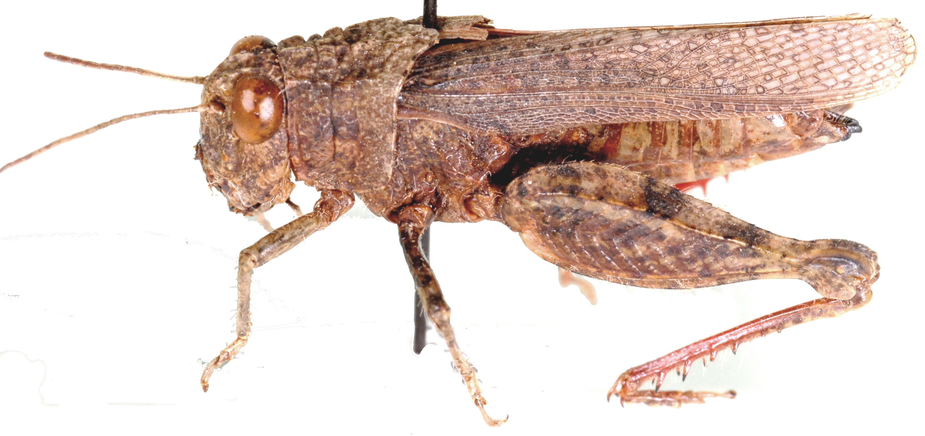 Calliptamuloides minimus Dirsh, 1956: lateral view. (Otu).