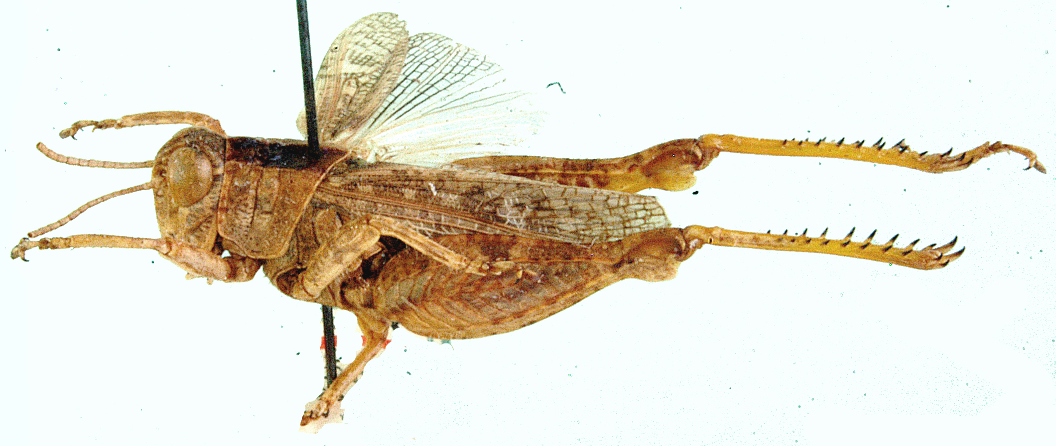 Calliptamulus hyalinus Uvarov, 1922: lateral view. (Otu).