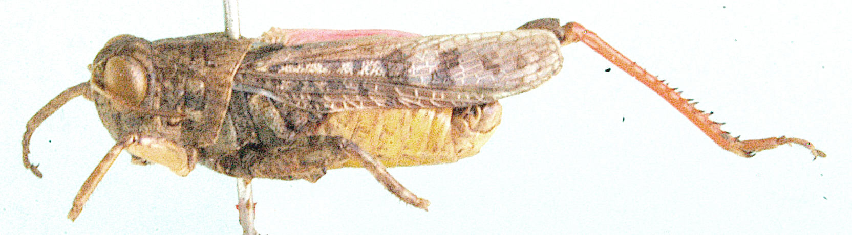 Calliptamulus natalensis (Sjöstedt, 1913): male, lateral view. (Otu).
