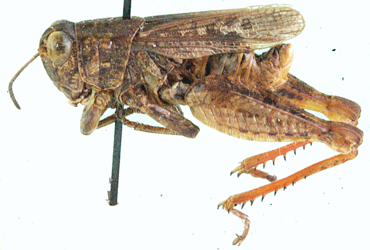 Calliptamulus sulfurescens Uvarov, 1922: male, lateral view. (Otu).