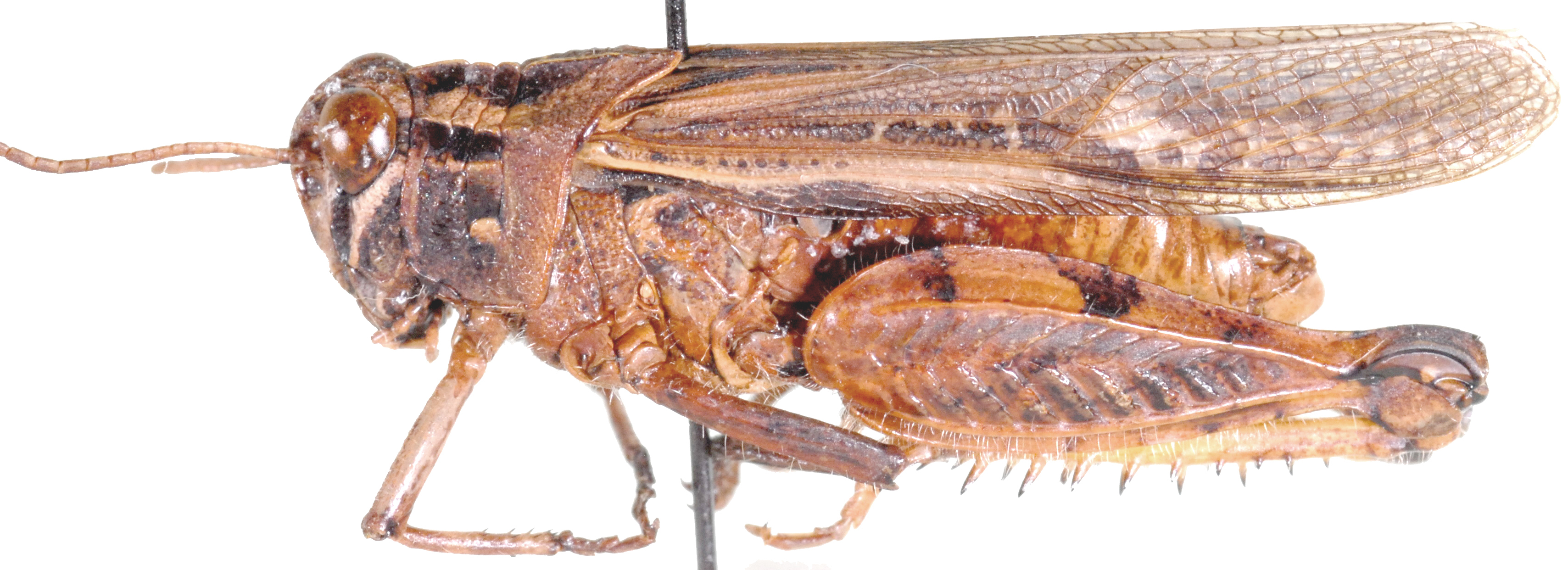 Euryphymus haematopus (Linnaeus, 1758): lateral view. (Otu).