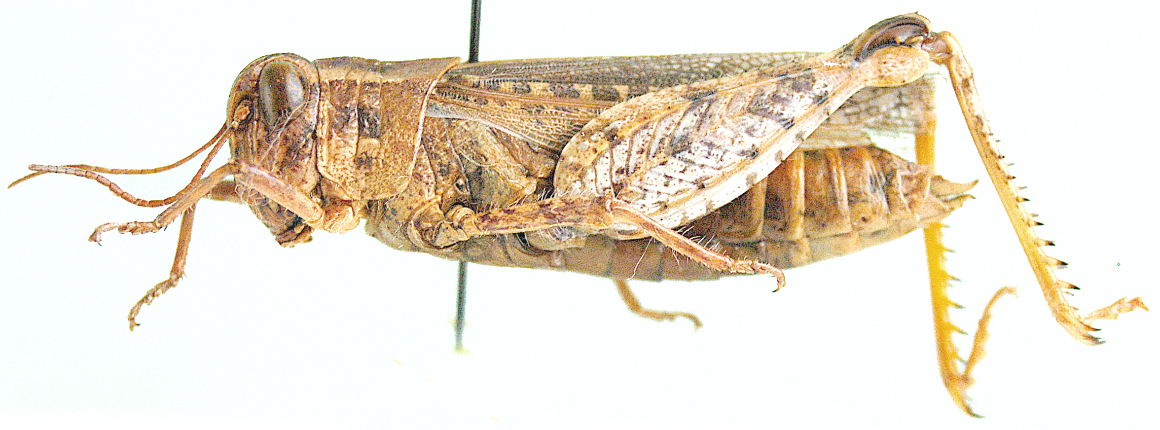 Euryphymus kalahariensis Barker, 1985: female, lateral view. (Otu).