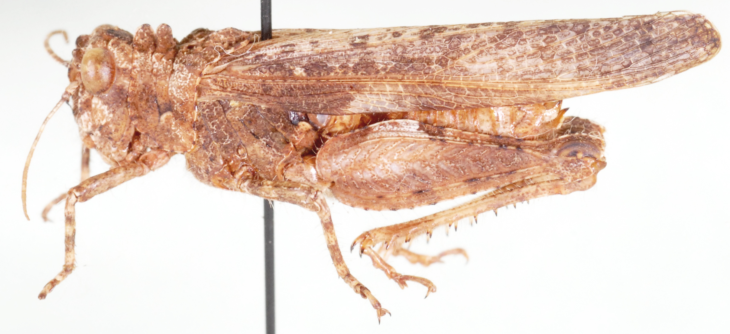 Pachyphymus carinatus Dirsh, 1956: lateral view. (Otu).