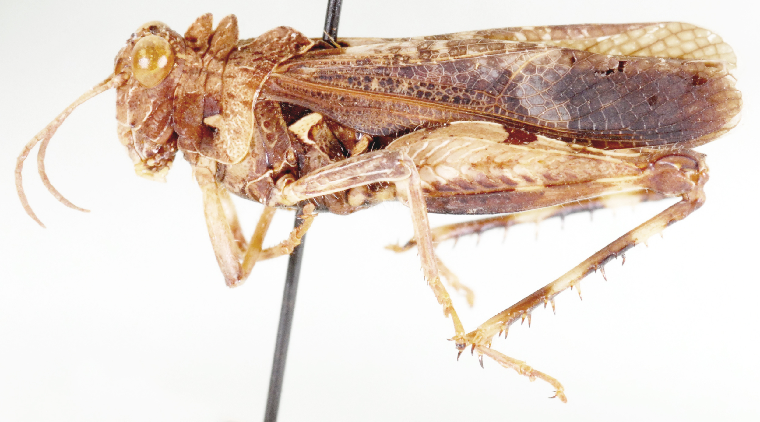 Pachyphymus cristulifer (Serville, 1838): lateral view. (Otu).