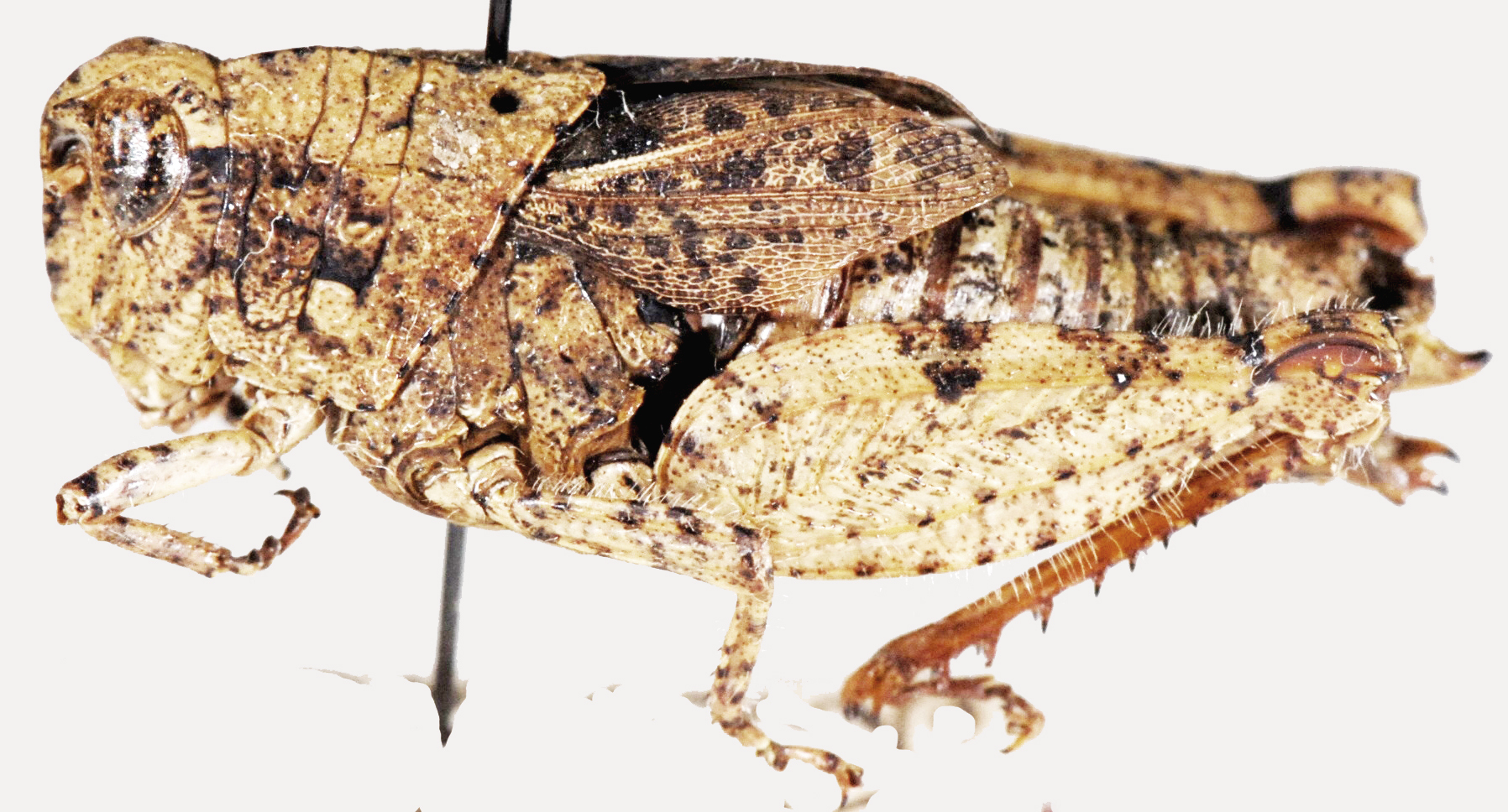 Phymeurus brachypterus (Bolívar, 1889): female, lateral view. (Otu).