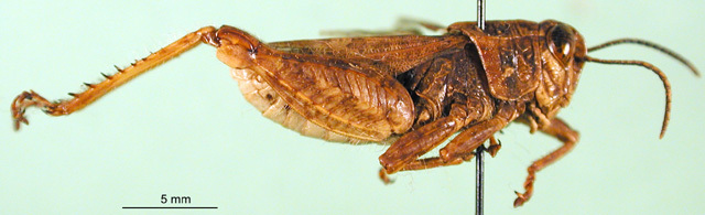 CollectionObject 1502382; 0fc76fe4-ebc5-4dd2-aa79-75a8c6d29280: male, lateral view (paratype). (CollectionObject).