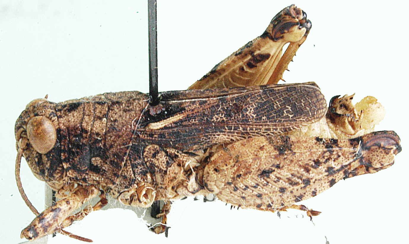 Phymeurus macropterus (Ramme, 1929): male, lateral view. (Otu).