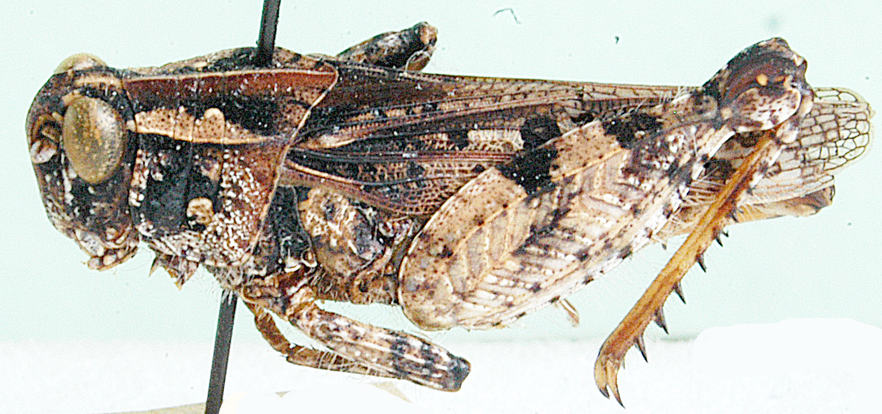 Phymeurus tricostatus (Bolívar, 1889): lateral view. (Otu).