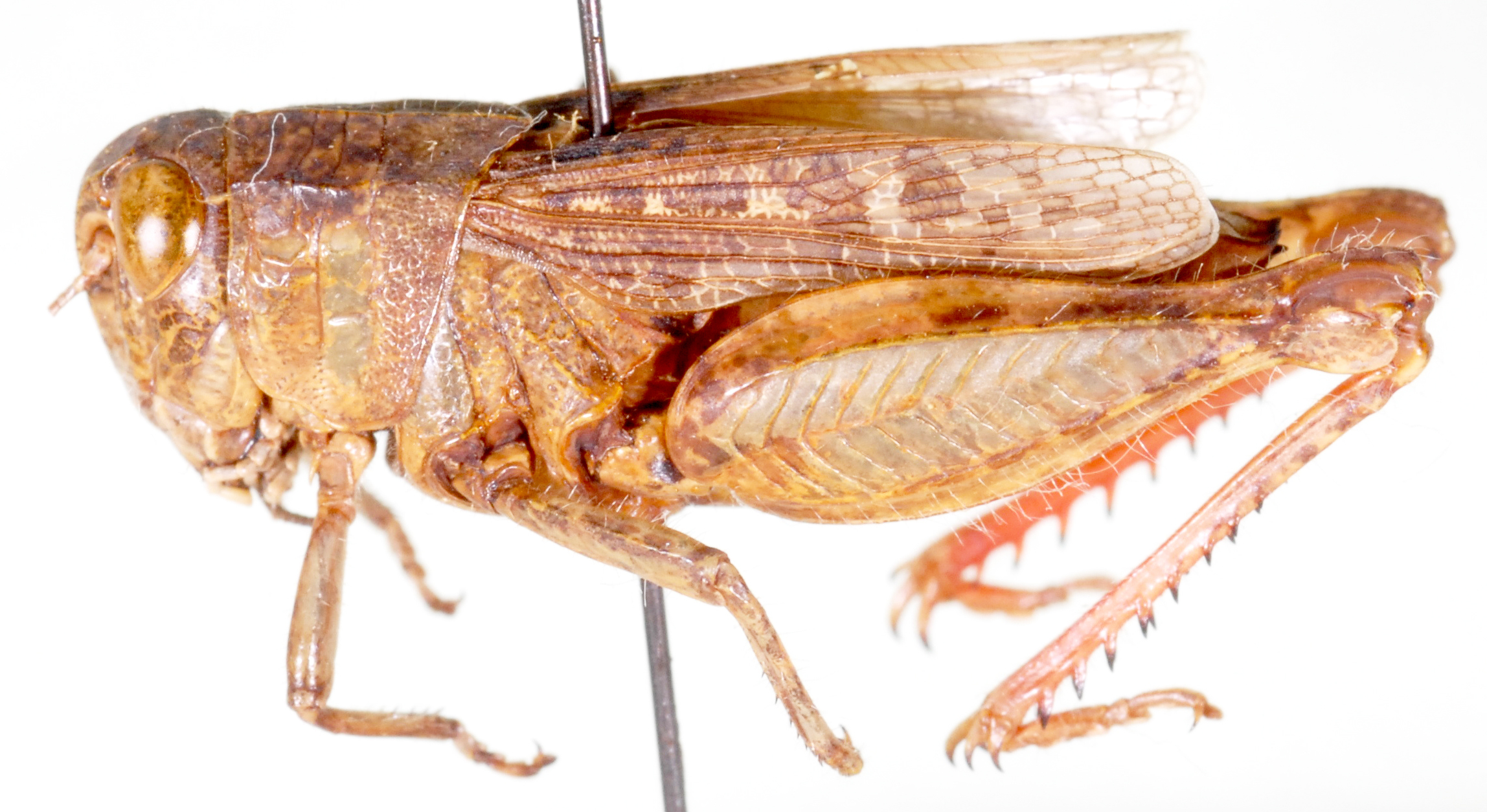 Platacanthoides morosus (Walker, 1870): lateral view. (Otu).