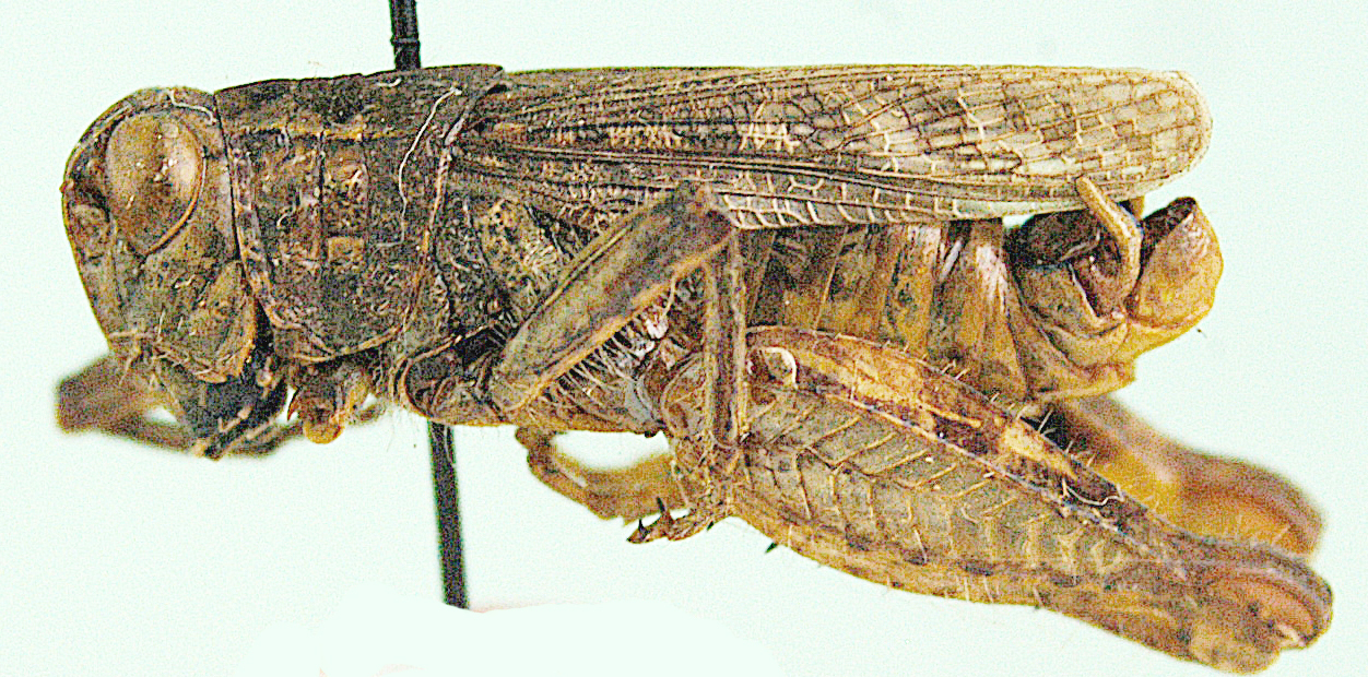 Platacanthoides reductus Dirsh, 1956: male, lateral view. (Otu).